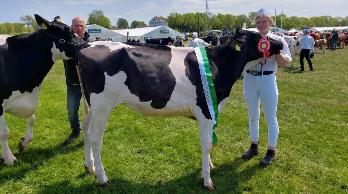 Bedste Kvie, Holstein – Kat. Nr. 116, kvie nr. 51763-05770 fra Stakkehavegaard, Vojens. Foto: John Ankersen