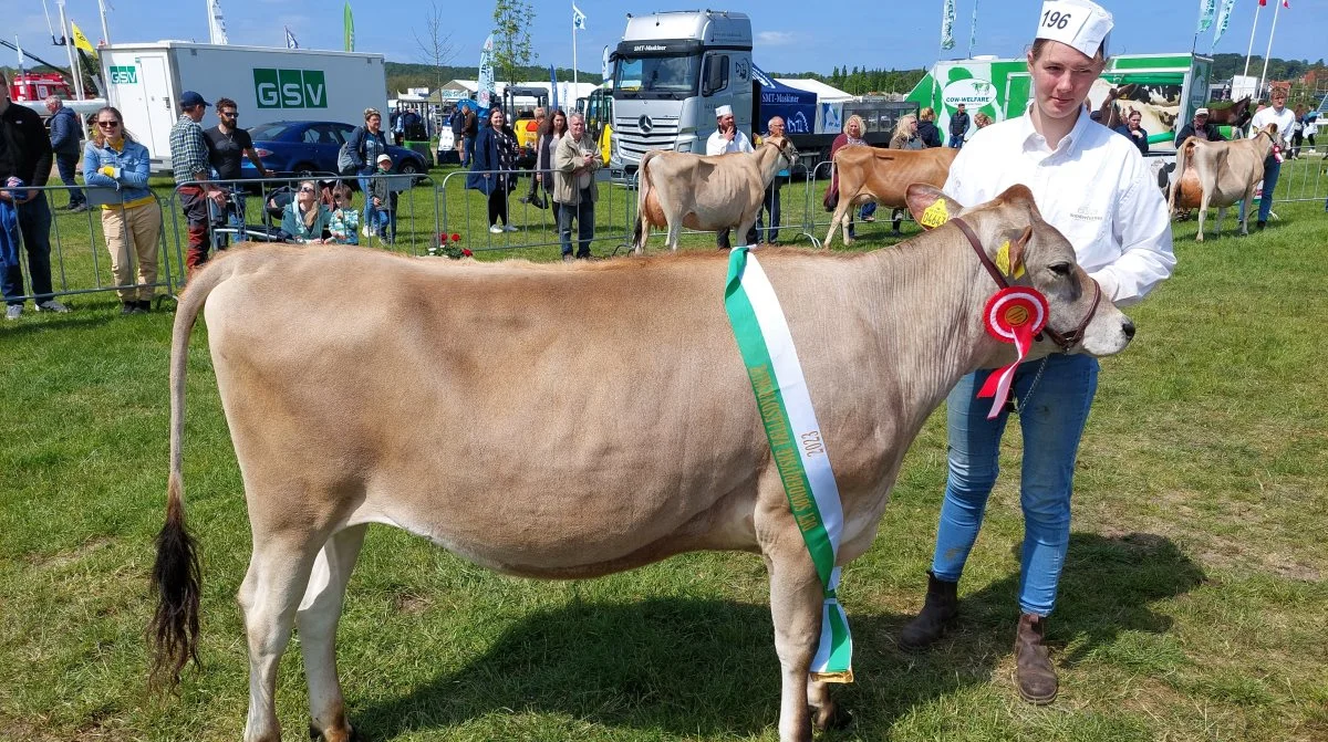 Bedste Kvie, Jersey – kat. Nr. 196, kvie nr. 47188-04643 fra Sønderfenner v/Mads & Christian Svejstrup Juul Rasmussen Ø. Vedsted, Ribe. Foto: John Ankersen