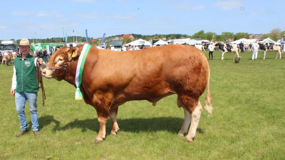 Skuets bedste tyr – kødkvæg interbreed: Limousine – tyren Skovlund Ryan fra Skovlund Limousine v/Søren L. Paulsen, Toftlund. Foto: John Ankersen