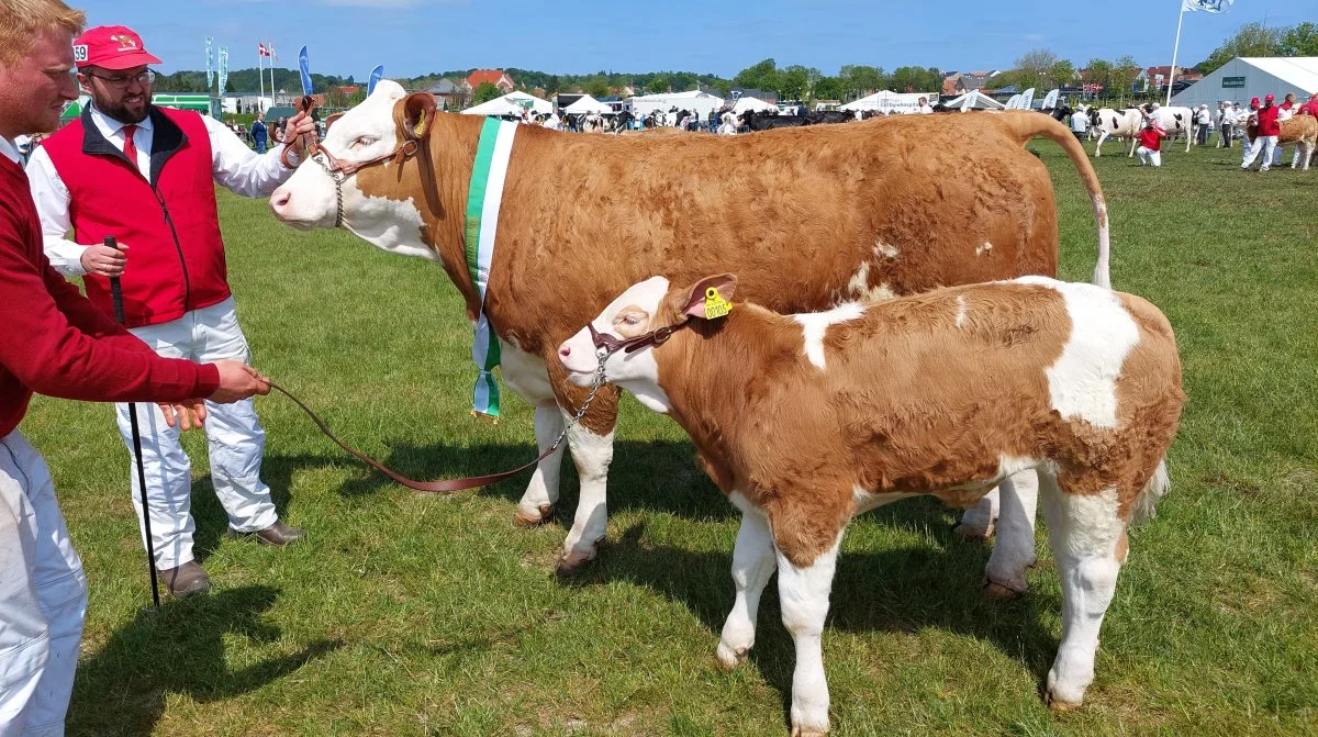 Skuets bedste ko – kødkvæg interbreed: Simmental – koen 123793-00100 – Vangsgaard Rita P fra Vangsgaard Simmental, Vandel. Foto: John Ankersen