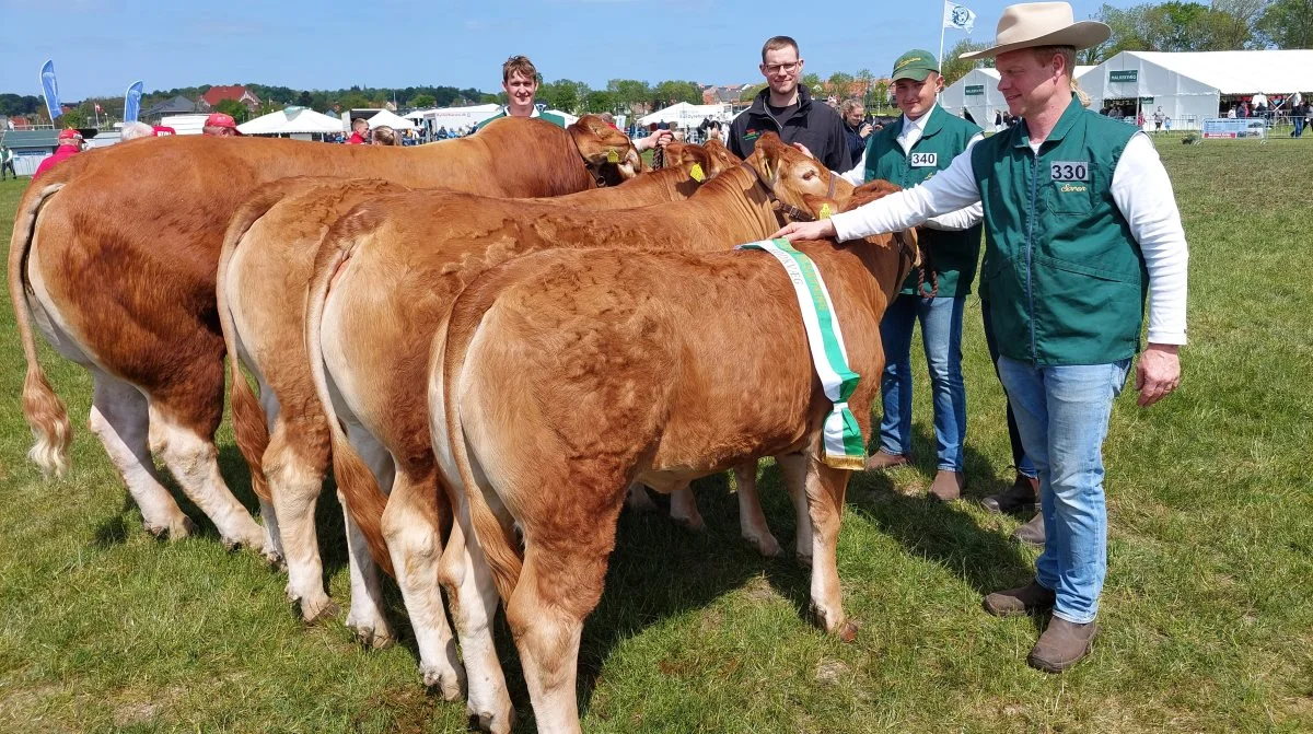 Interbreed-Kødkvæg: Her blev bedste besætningsgruppe Limousine-gruppen fra Skovlund Limousine ved Toftlund. Foto: John Ankersen