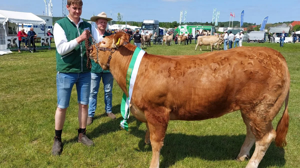Skuets bedste kvie – kødkvæg interbreed: Limousine – kvien 51431-00838 fra Skovlund Limousine, v/Søren L. Paulsen, Toftlund. Foto: John Ankersen