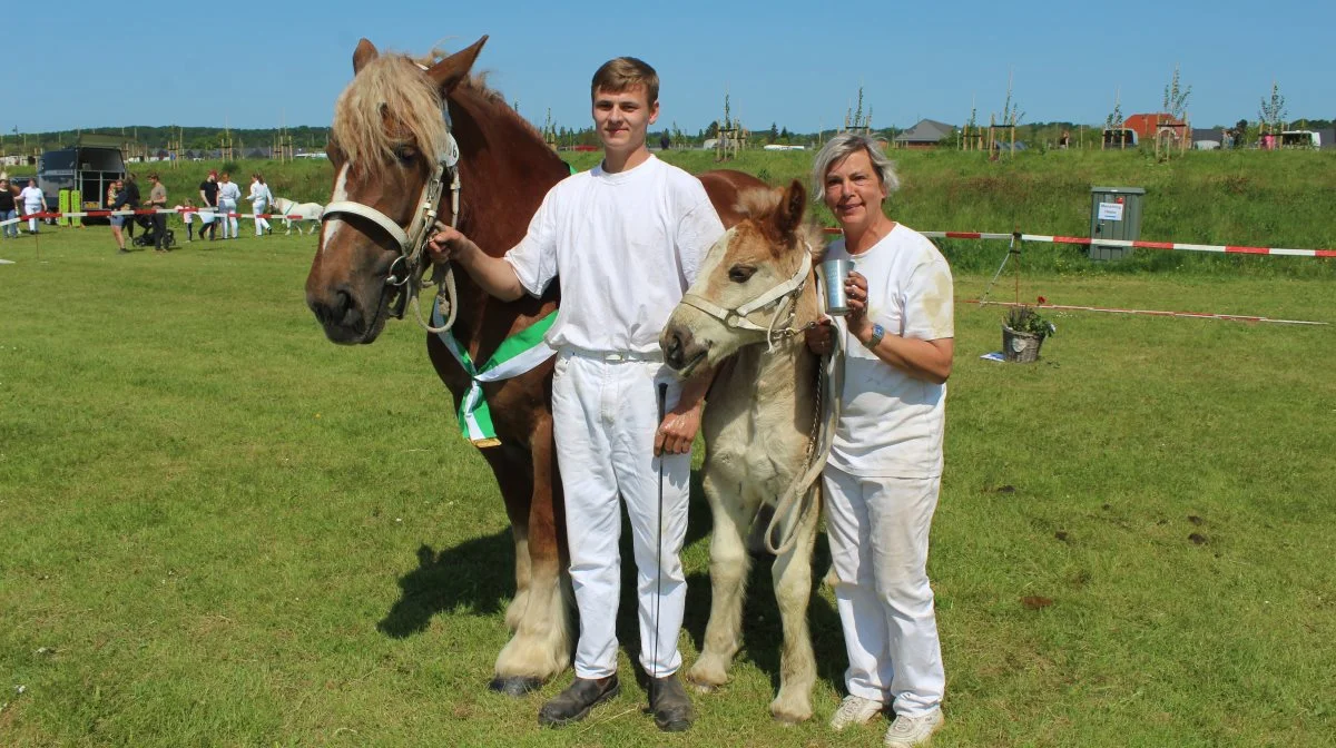 Skuets bedste følhoppe – Jyske Heste – hoppen Honey fra Inger Iversen Sørensen, Løgumkloster. Foto: John Ankersen