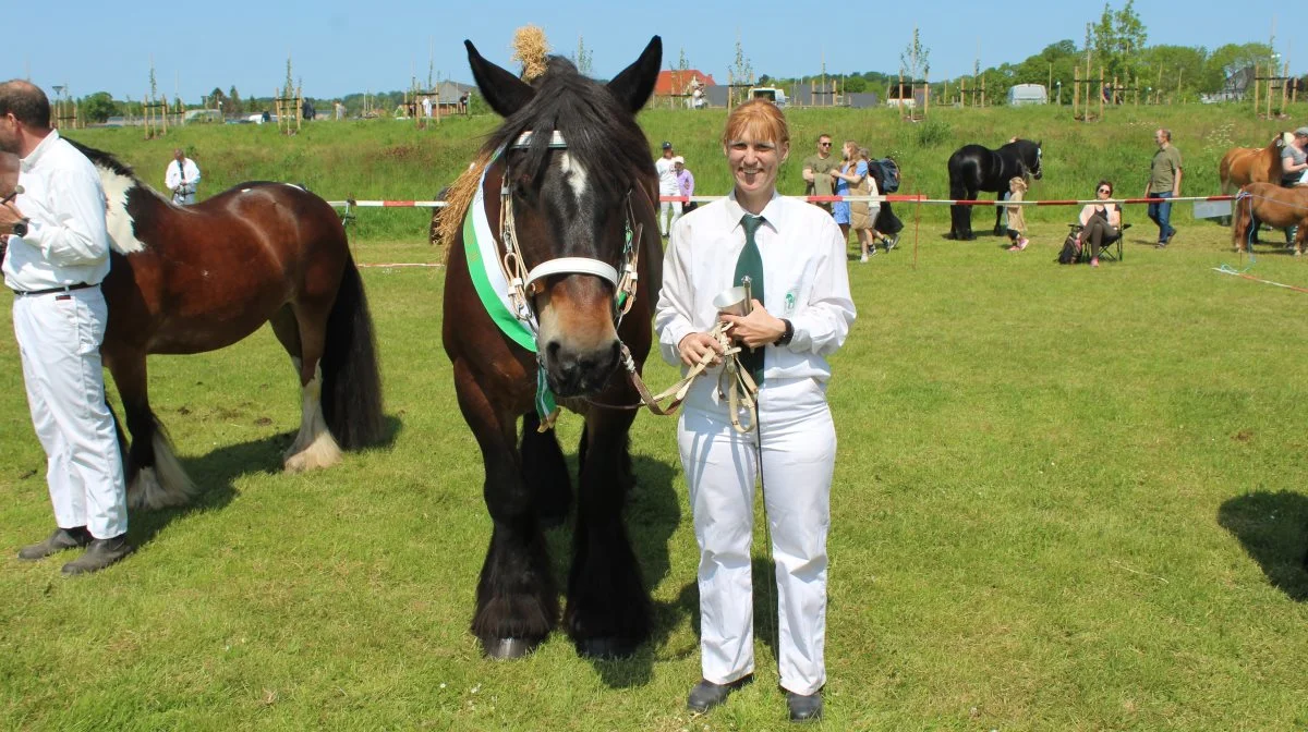 Skuets bedste goldhoppe – Belgiske heste – hoppen Viola ved Sanne F. Hoffmann, Gram. Foto: John Ankersen