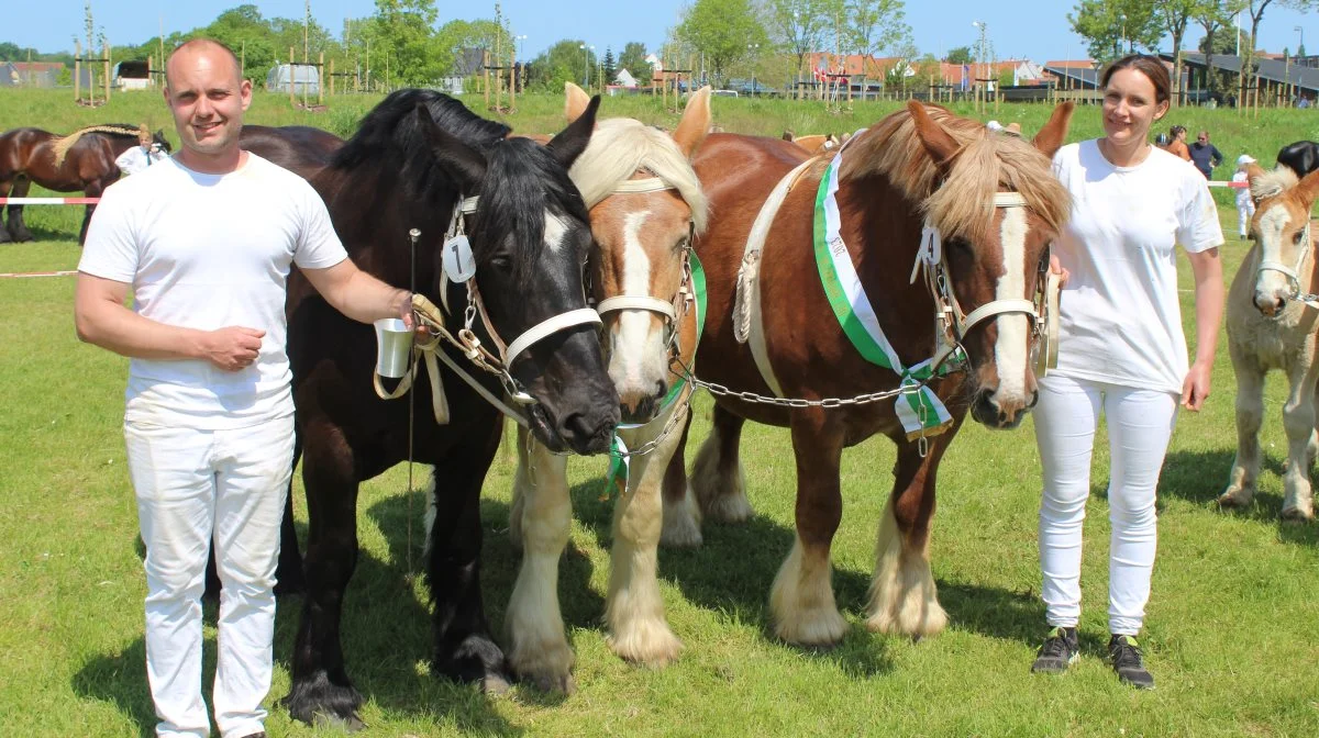 Skuets bedste samling – Heste – Jyske Heste – en samling fra Henrik Jessen, Agerskov. Foto: John Ankersen