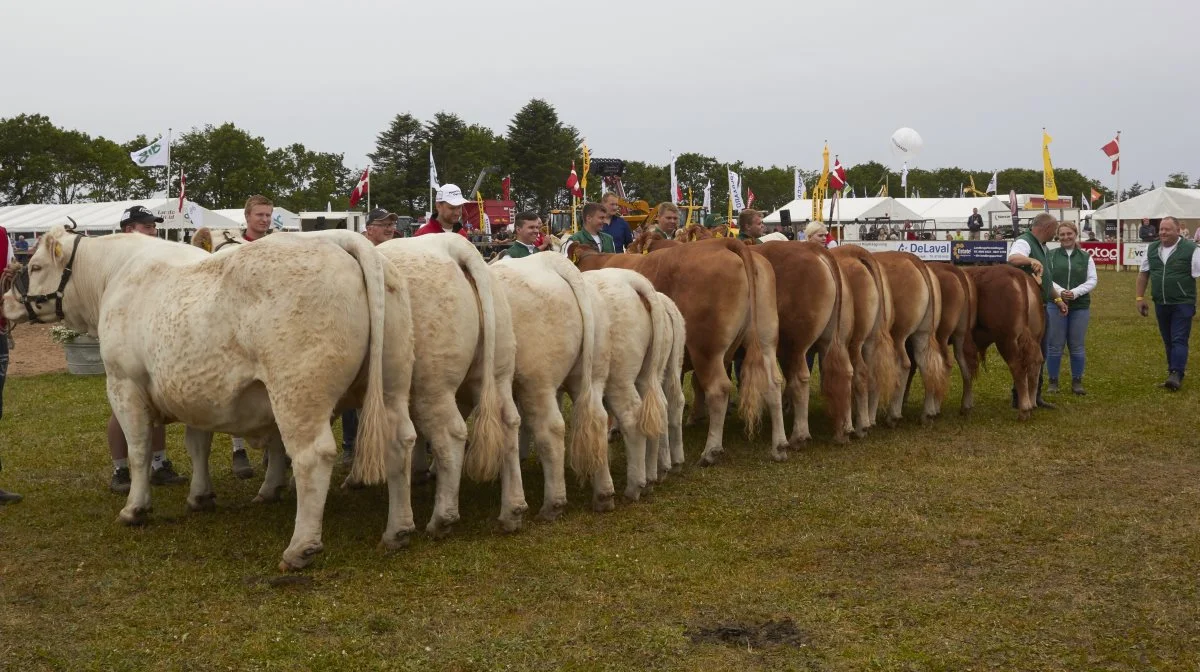 Det er især Charolais, Blonde og Limousine, som topper listen på Hjørring Dyrskue, stærkt efterfulgt af Simmental og Hereford. Arkivfoto: Tenna Bang