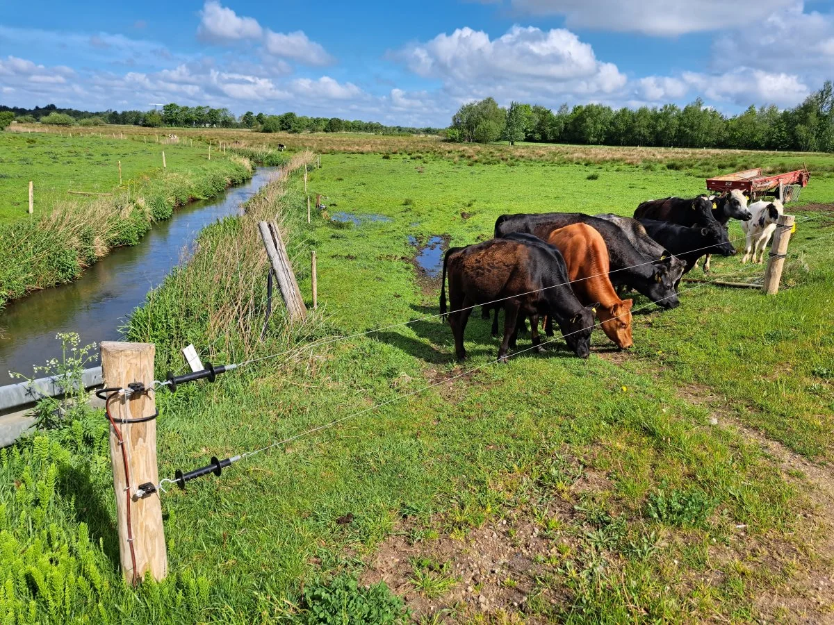 Kreaturerne nyder godt af det saftige græs på engen – selv i de tørre somre.
Foto: Louis Andreas Michaelsen
