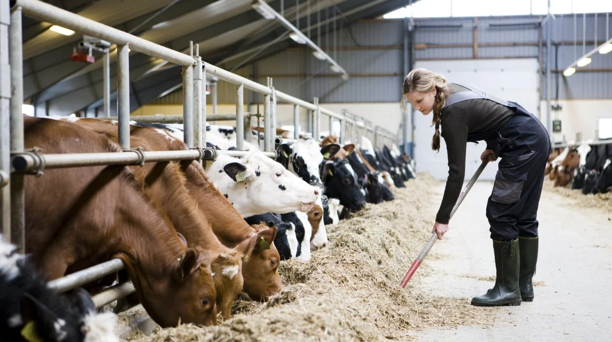 Etableringsstøtteaftalen indeholder blandt andet en etableringsstøtteordning, hvor der kan søges om tilskud op til 745.000 kr. til landbrugere og gartnere under 41 år, der etablerer et landbrug eller gartneri for første gang. Foto: Colourbox