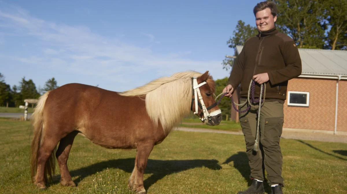 Egentlig er shetlandsponyerne kun til cirkus, men Victor syntes, det kunne være spændende også at udstille sådan en. 
