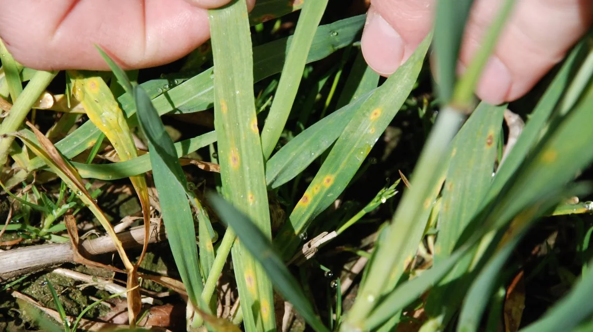 - I stedet for Septoria ser vi i år en del DTR, hvedebladplet, som er en svampesygdom, der kan overleve på halm og stubrester, lyder det fra Agrovi. Arkivfoto