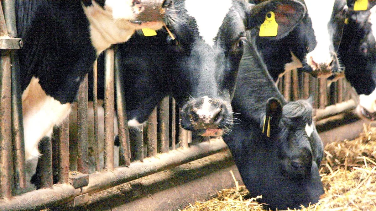 Faldende mælkepriser og en tørke, der allerede har fat, kræver et skærpet fokus for mælkeproducenten. Arkivfoto: Tenna Bang