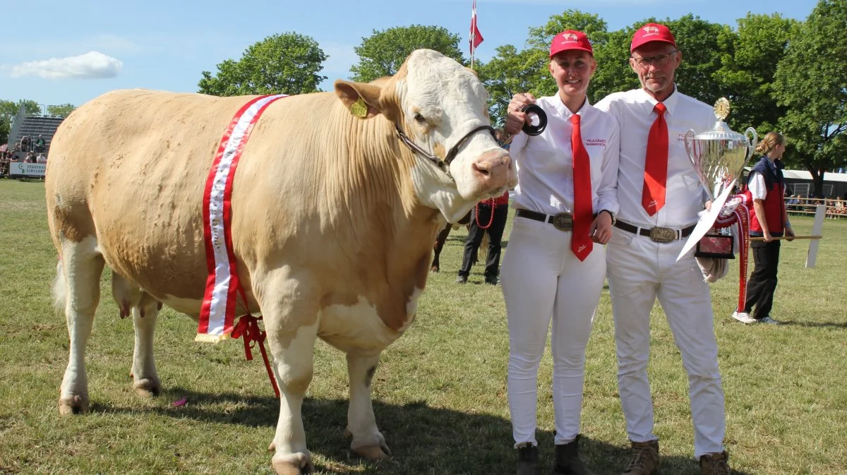 Interbreed-konkurrencen blandt alle kødkvægracerne blev en stor succes for Erik Olsen og Katrine Olsen, far og datter, fra Pilegård Simmental, der kunne glæde sig over sejren både hos hundyrene og handyrene. Fotos: Jesper Hallgren