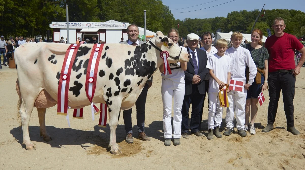 Bedste ældre Holstein og Miss Hobro: 41092-06074 Brewmaster-datter fra Niels Henrik Nørgaard, Fårup.