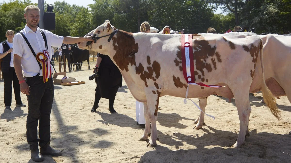 Bedste yngre Holstein: 32003-04427 Achillers R-datter fra Andreas Vestergaard, Hobro.