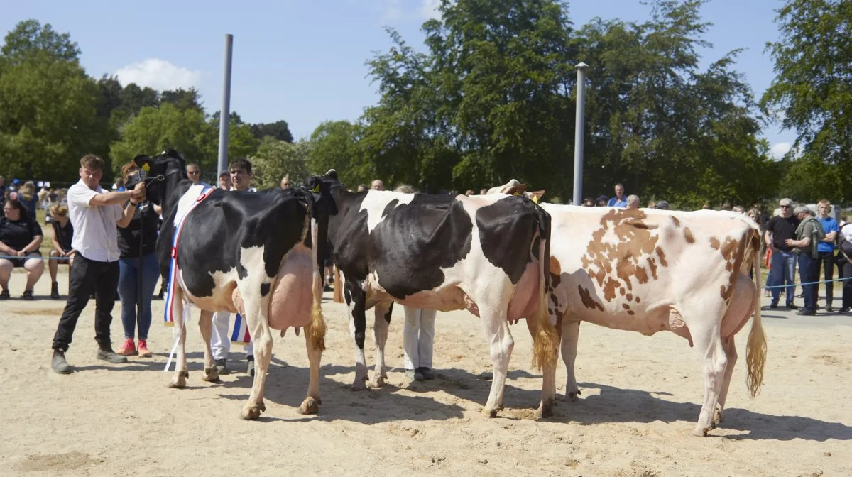 Bedste holstein-besætningsgruppe: Andreas Vestergaard, Hobro.
