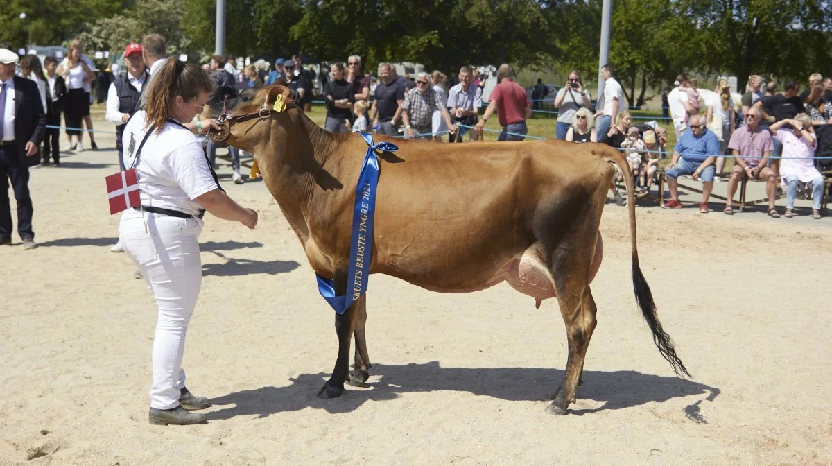 Bedste yngre Jersey: 31220-08087 Video-datter fra Dueholm, Skive.