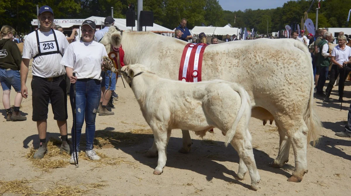 Bedste hundyr og bedste køddyr: Charolaisko fra Neergaard Charolais, Fjerritslev.