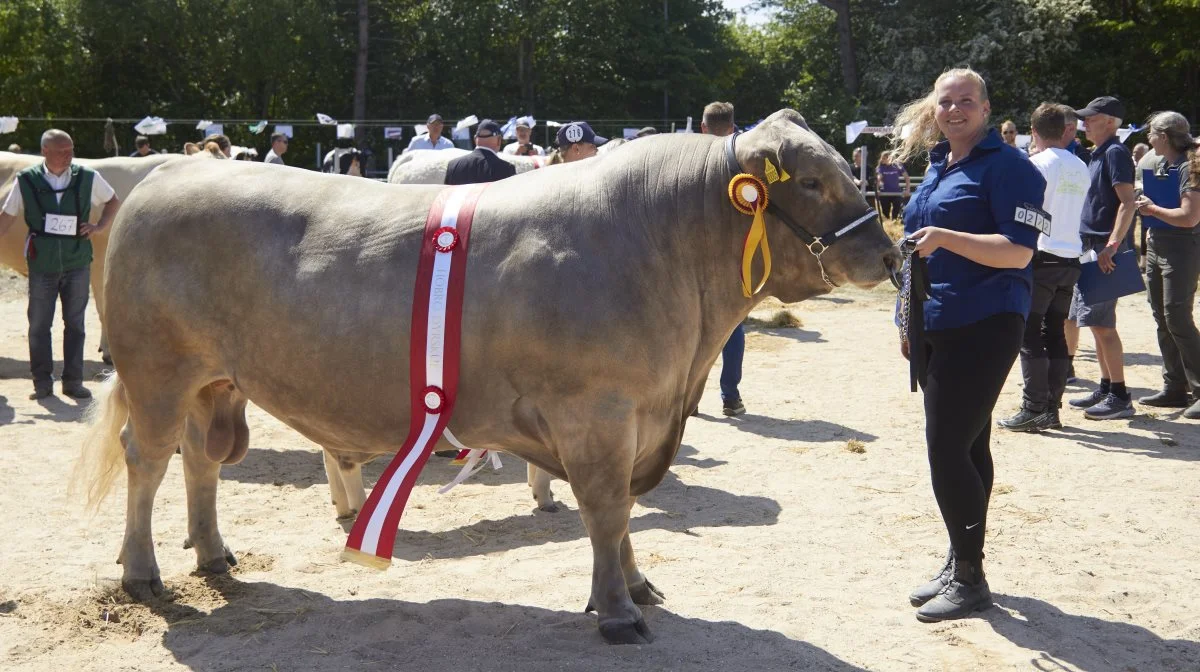 Bedste handyr: Murray Grey tyr fra Nørre Bundsgaard Murray Grey, Ulfborg.