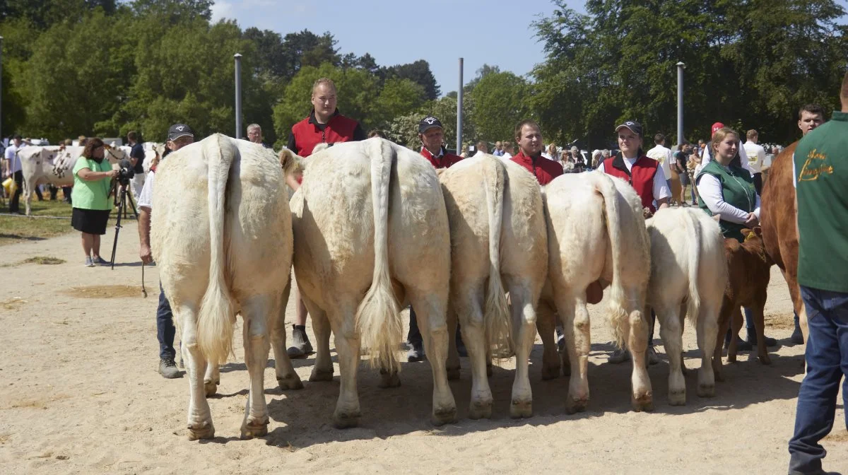 Bedste besætningsgruppe: Charolais fra Neergaard Charolais, Fjerritslev.