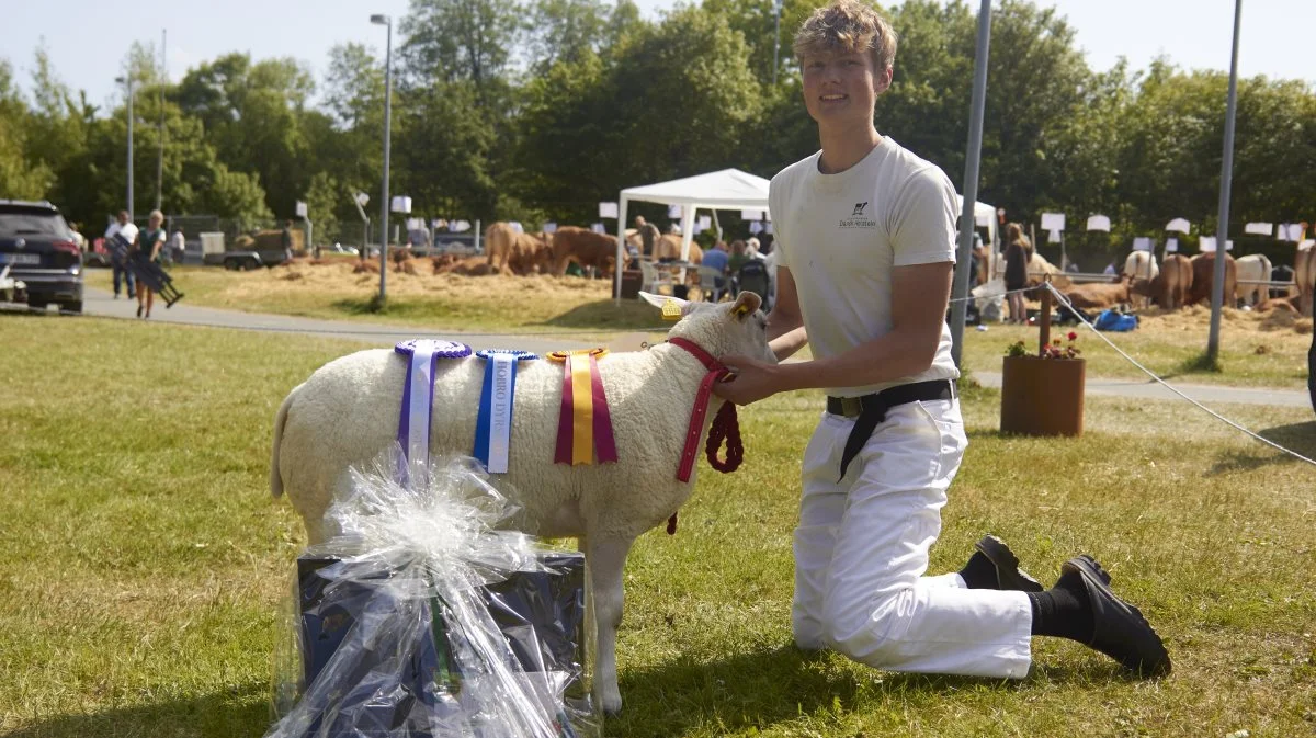 Bedste får: Texel 1-års får fra Niels Christian Serup Jensen, Mørke.