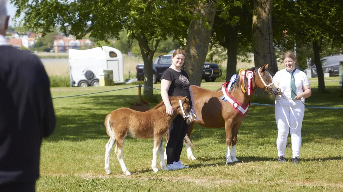 Bedste følhoppe og bedste hest: Welshpony, Sejlstrups Miss Sunshine fra Tami Lynge Hansen, Hadsund. 