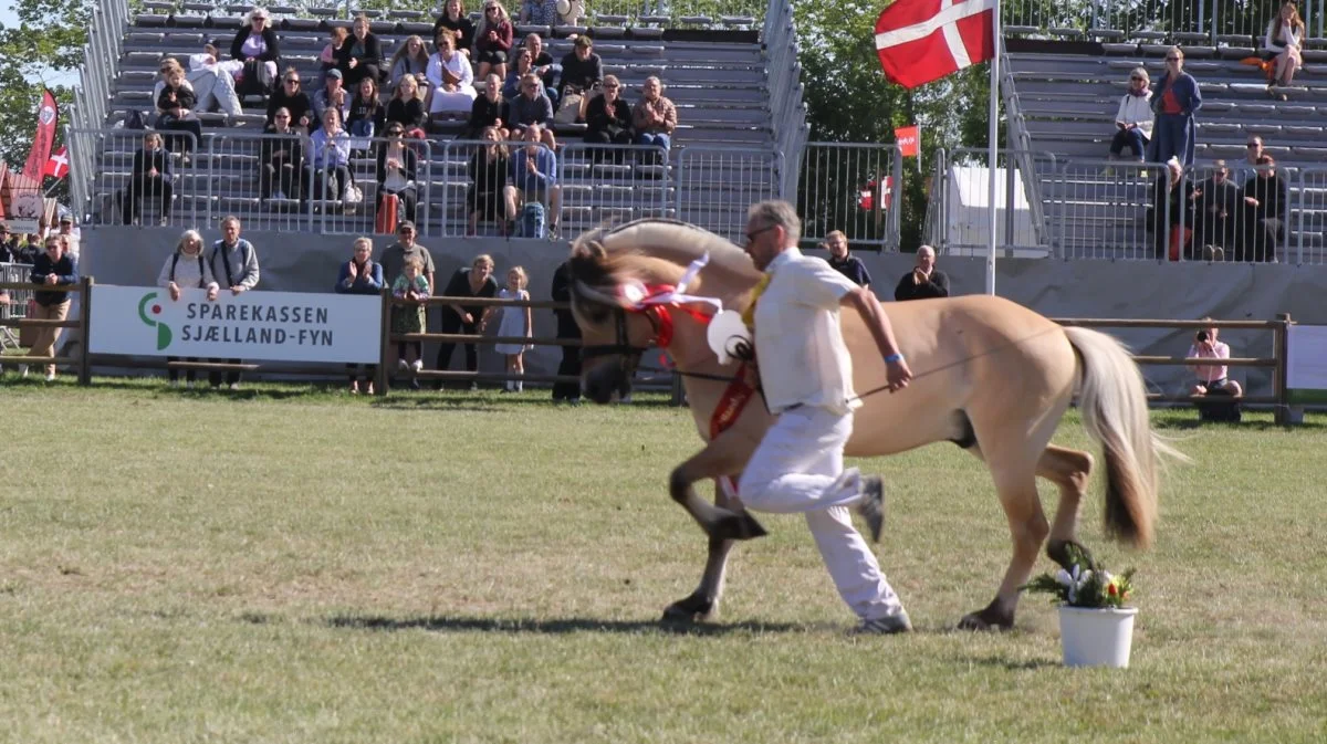 Fjordhesten Tornhøjs Konrad fra familien Hjortshøj nær Rønnede løb med den prestigefyldte titel som Sjællandspræmie-hingsten. Foto: Jesper Hallgren