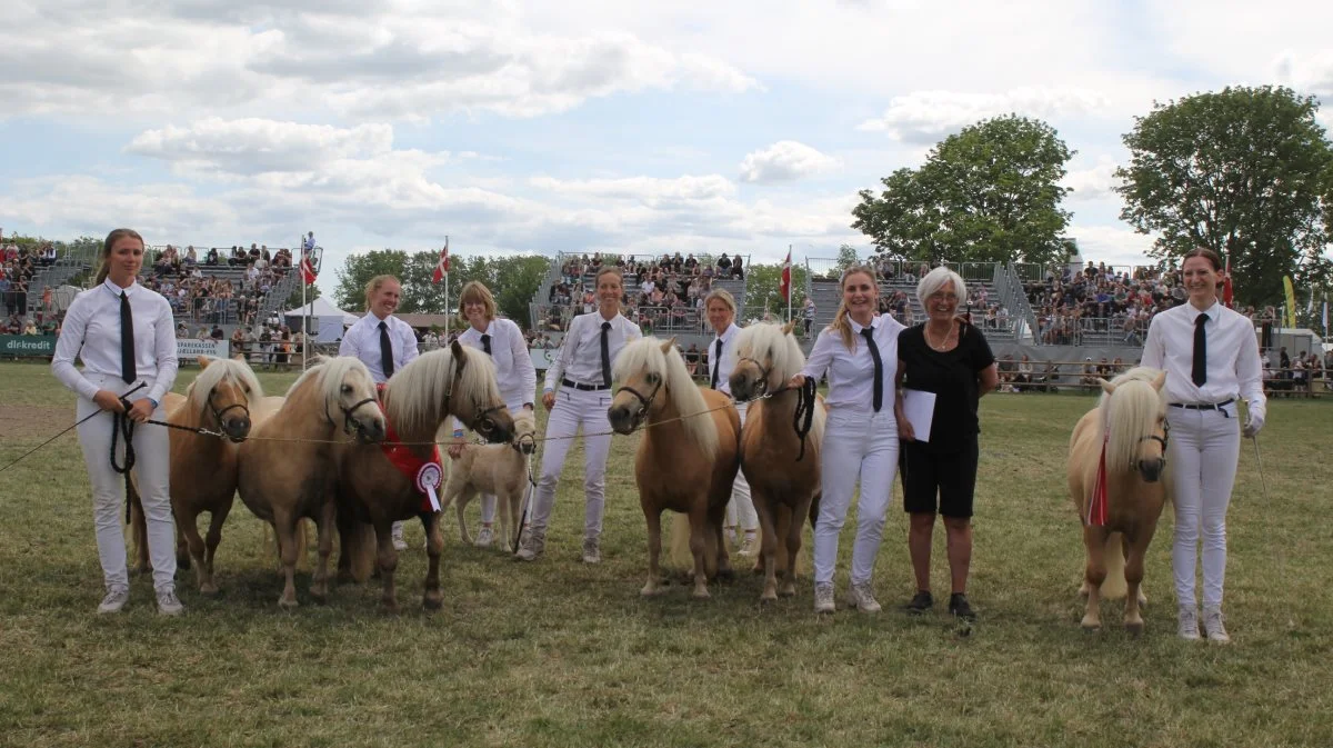 Skuets bedste samling: Shetlandspony-samlingen fra Stutteri Stjernen i Melby ved Tina og Janny Sørensen (henholdsvis nummer tre og to fra højre). Foto: Jesper Hallgren

