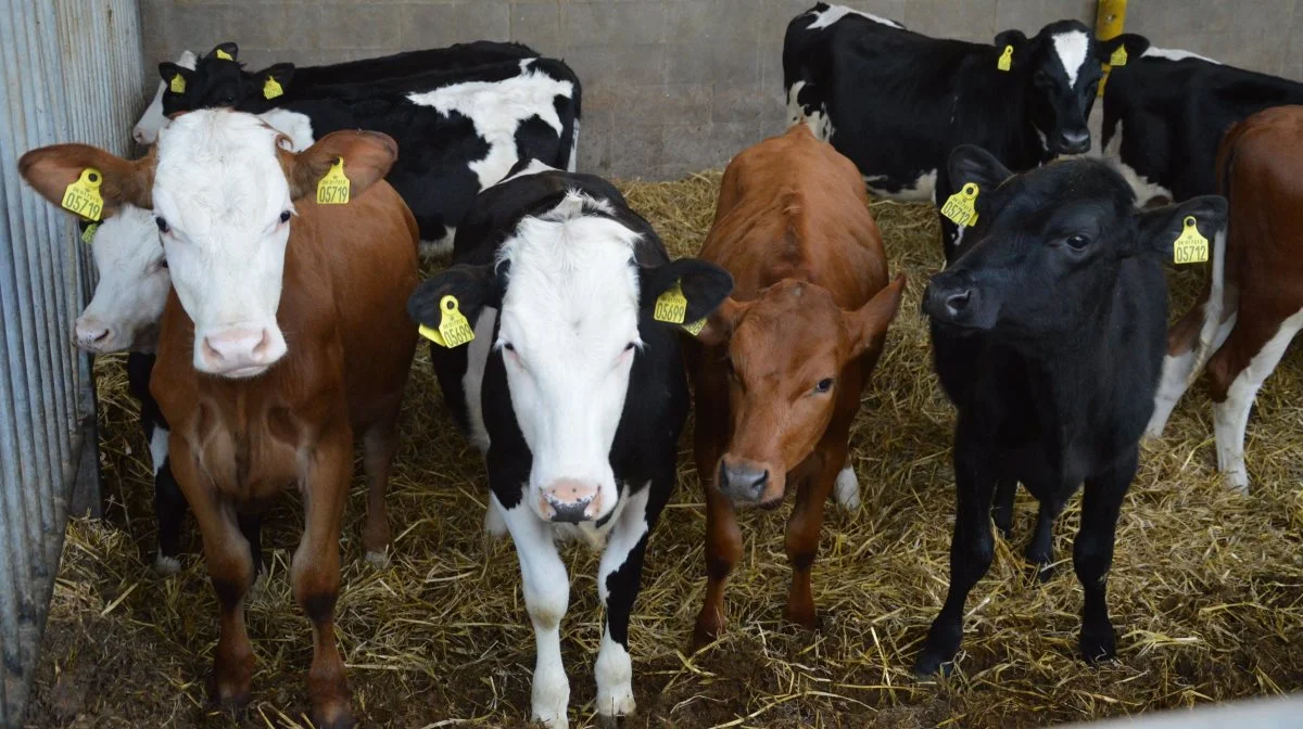 Vagn Bonde begyndte for fem år siden at krydse under konceptet ProCross, hvor racerne Holstein, RDM og Montbeliarde anvendes.