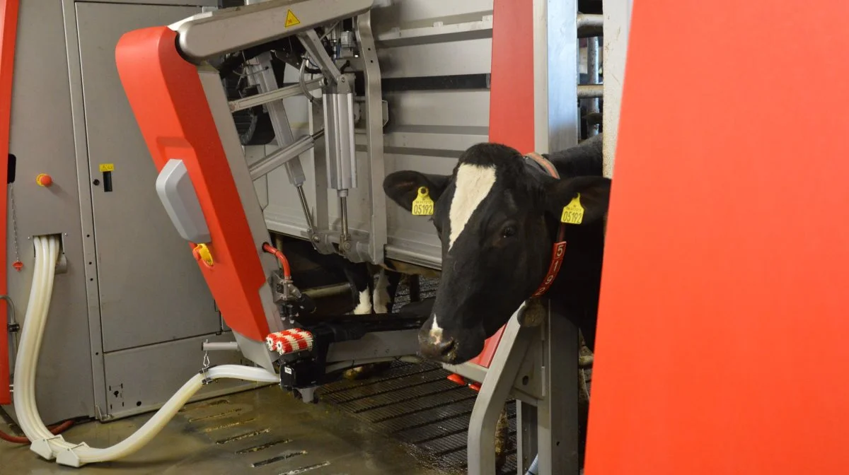 Investeringen i malkerobotterne har forlænget Vagn Bondes mulighed for at fortsætte livsstilen.