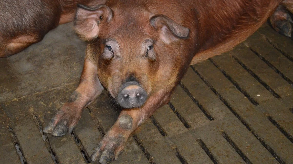 - Hvis du gerne vil booste din Duroc-sæd, så køb Top-Duroc, hvor du får sæd fra de D-orner, der har det højeste indeks, lyder anbefalingen fra svinebrugskonsulent Anne-Marie Larsen. Arkivfoto: Camilla Bønløkke