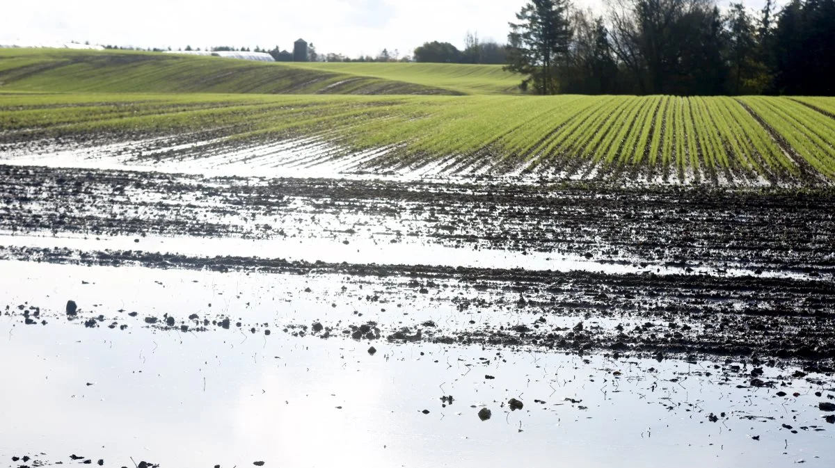 Interessen for jordfordeling er voksende. Især lavbundsjorde tages ud af aktiv landbrugsdrift, som giver mulighed for blandt andet større skovprojekter, og at lodsejerne i visse tilfælde kan få samlet deres markarealer ét sted. Arkivfoto: Erik Hansen