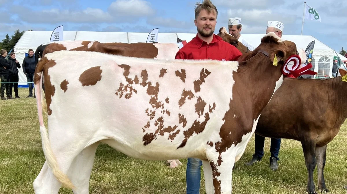 Bedste DH-kvie: Laursen Breeding, Haderup. 