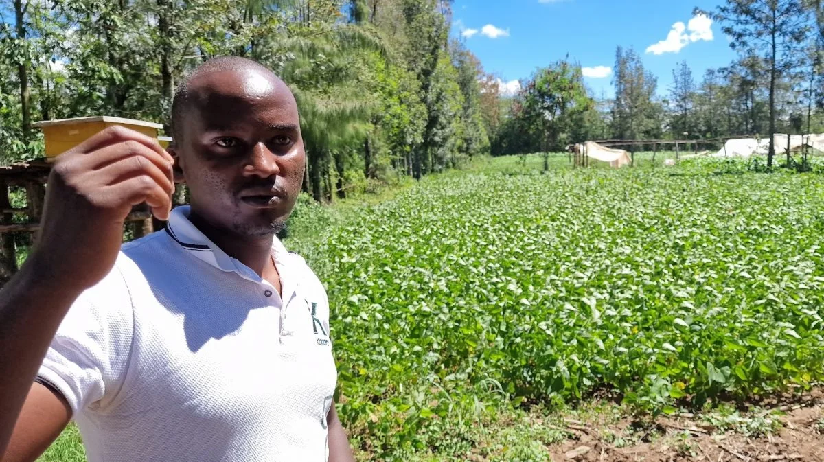 Robert Mwangi viser en af gårdens marker, der er tydeligt kraftigere efter at have fået den producerede gødning fra gårdens produktion.