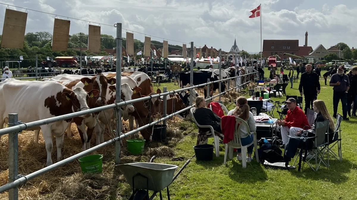 Frygt for salmonella har sat en dæmper på årets kvægudstilling. Foto: Fjordland