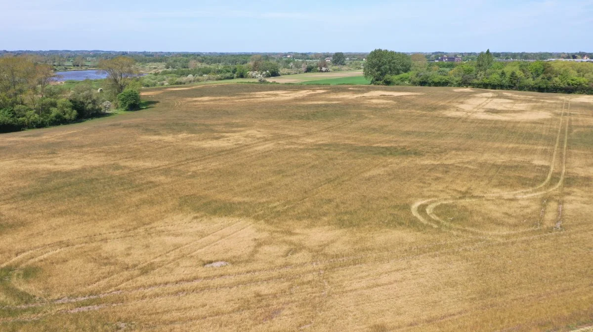 Effekterne af tørke præger flere og flere marker rundt omkring i Danmark. Her er det en tørkeramt mark på Fyn. Foto: Per Jørgensen