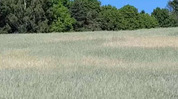 Selv om rugen generelt står ok, så er der flere steder tydelige tørkepletter. Fotos: Hans Jørgen Bak, AgriAdvice