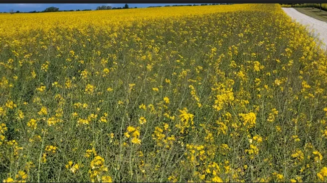 Den tidligt og velgødede vinterraps (tv) står tydeligt bedre i blomstringen end den mere gødede stribe mod vejen. 