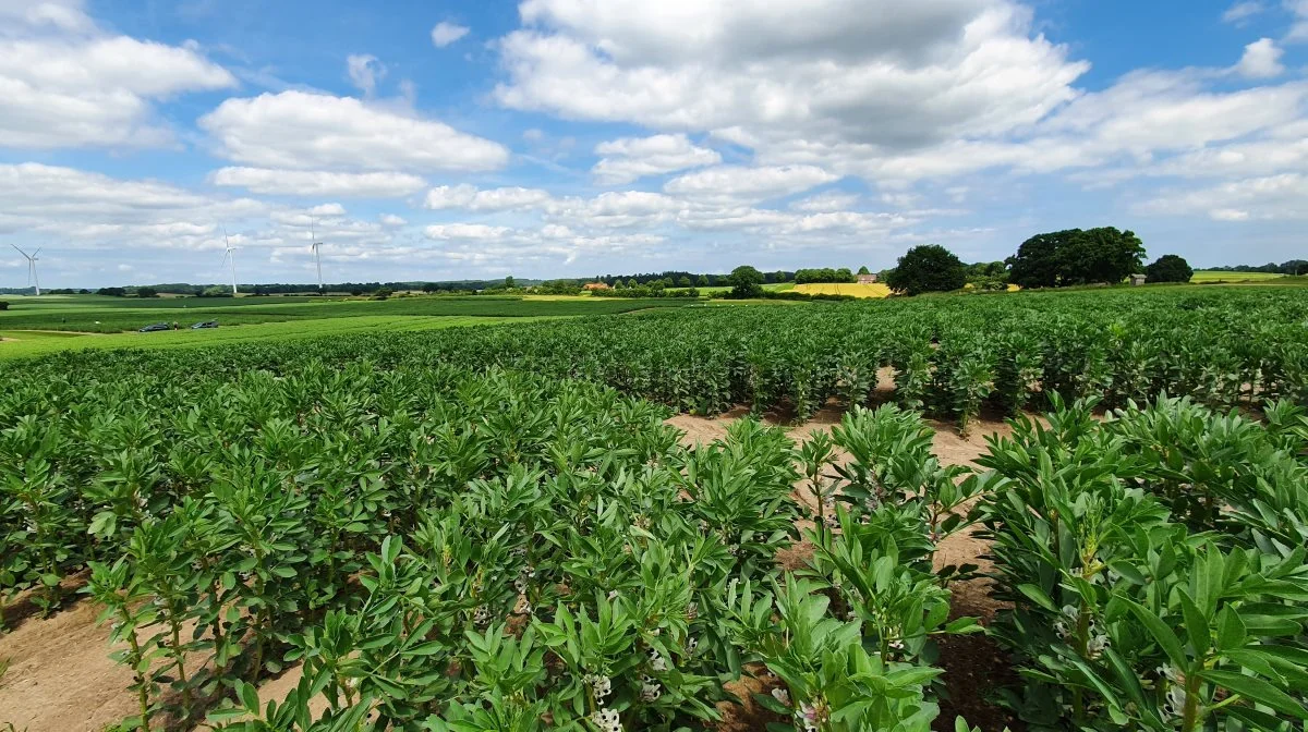 Markforsøg med hestebønner - bælgplanten, som forskerne har fået 60 millioner kroner fra Novo Nordisk Fonden til at optimere som fødevareafgrøde. Foto: Marcela Mendoza Suárez