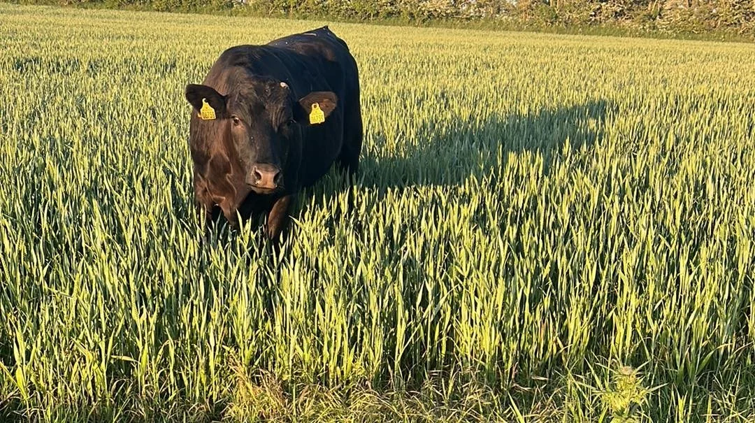 Hertil og ikke længere. Det lykkedes aldrig Thomas Staun og kompagni at komme helt tæt på den undslupne Wagyu-stud. Privatfoto