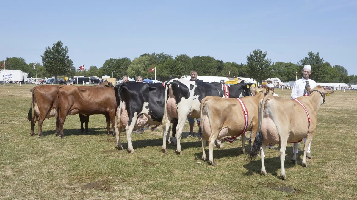 Modelkøerne på rad og række lørdag middag på Dyrskuepladsen i Odense. Foto: Erik Hansen