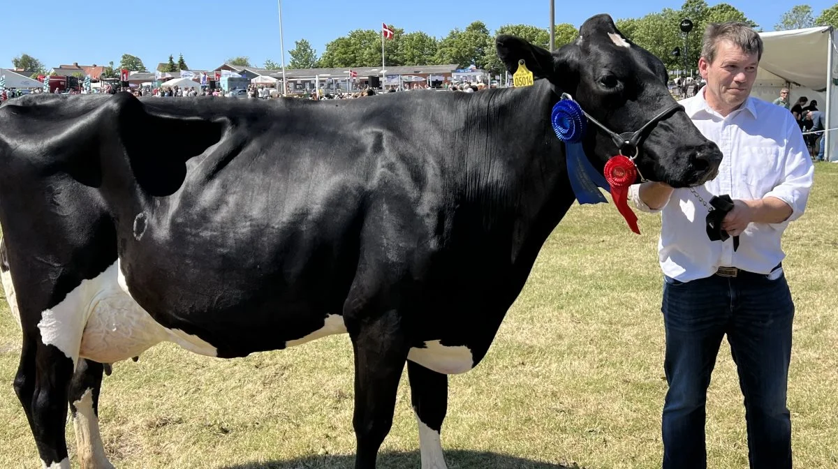 Bedste Dansk Holstein og bedste yver: Lille Djernæs, Tvorup ved Thisted.