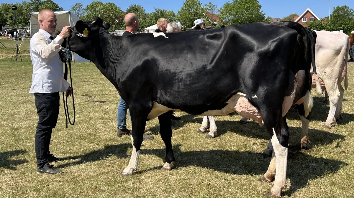 Bedste yngre Dansk Holstein: Kr. Nielsen, Hørdum ved Snedsted.