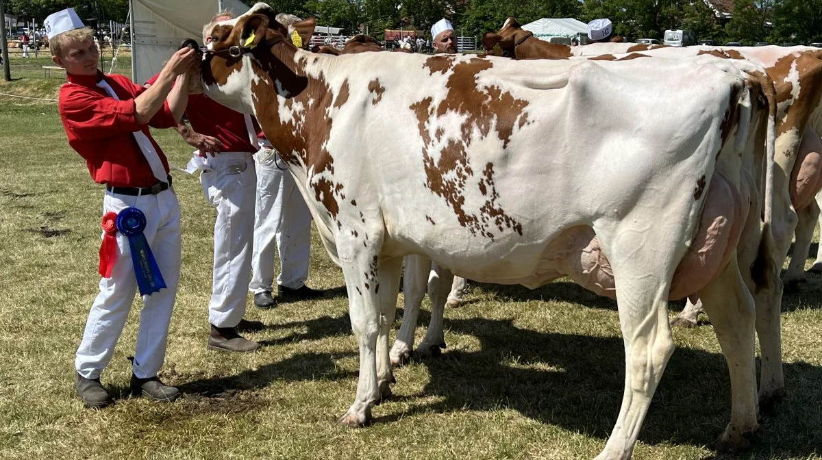 Bedste Dansk Rød Holstein: Torben Egeberg, Heltborg ved Hurup. 
