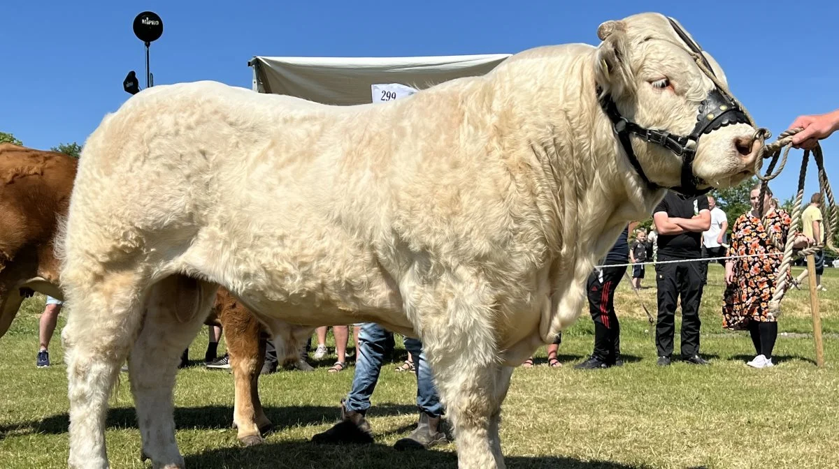 Bedste kødkvæg, handyr og kødkvægspar: Charolais-tyr fra Jan og Anders Larsen, Storup ved Øster Assels.