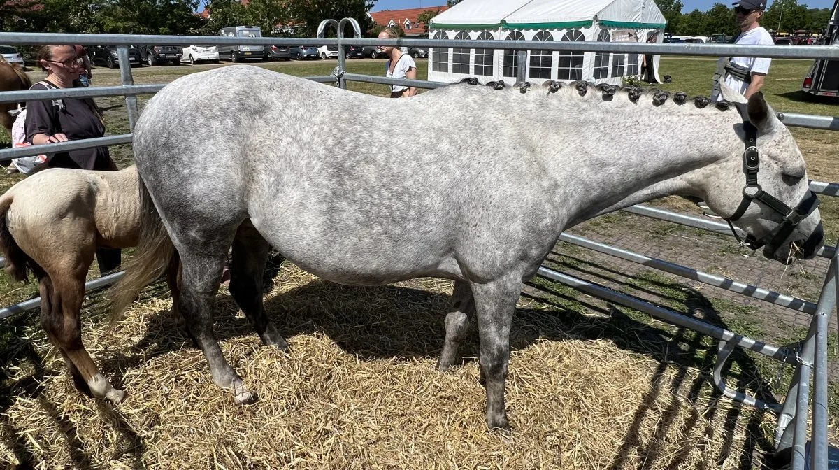 Skuets bedste hoppe: Dansk Sports Pony fra Stald Søgaard, Nykøbing Mors. 