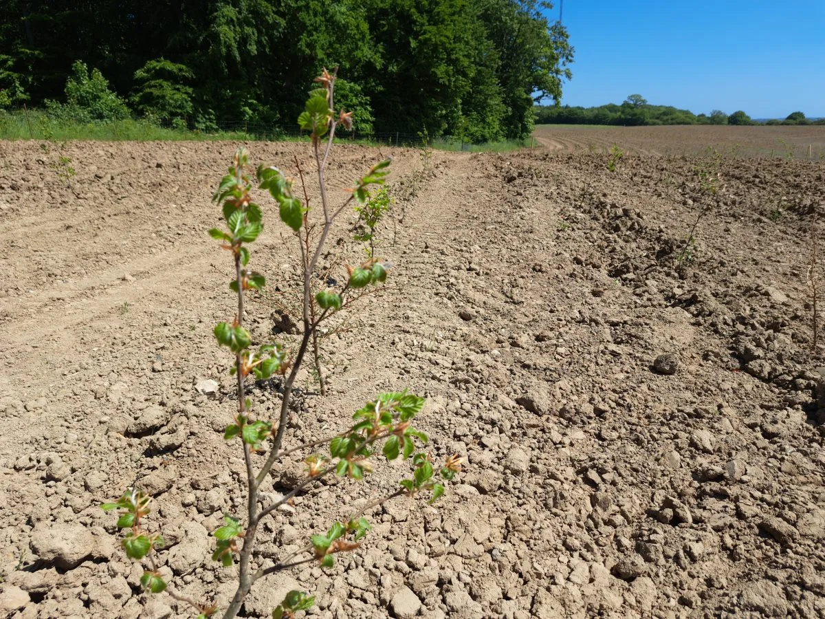 - Vi ønsker, at der skal være natur på ejendommene uanset tilskud eller ej, siger Nis Kloppenborg Skau om den nye beplantning.