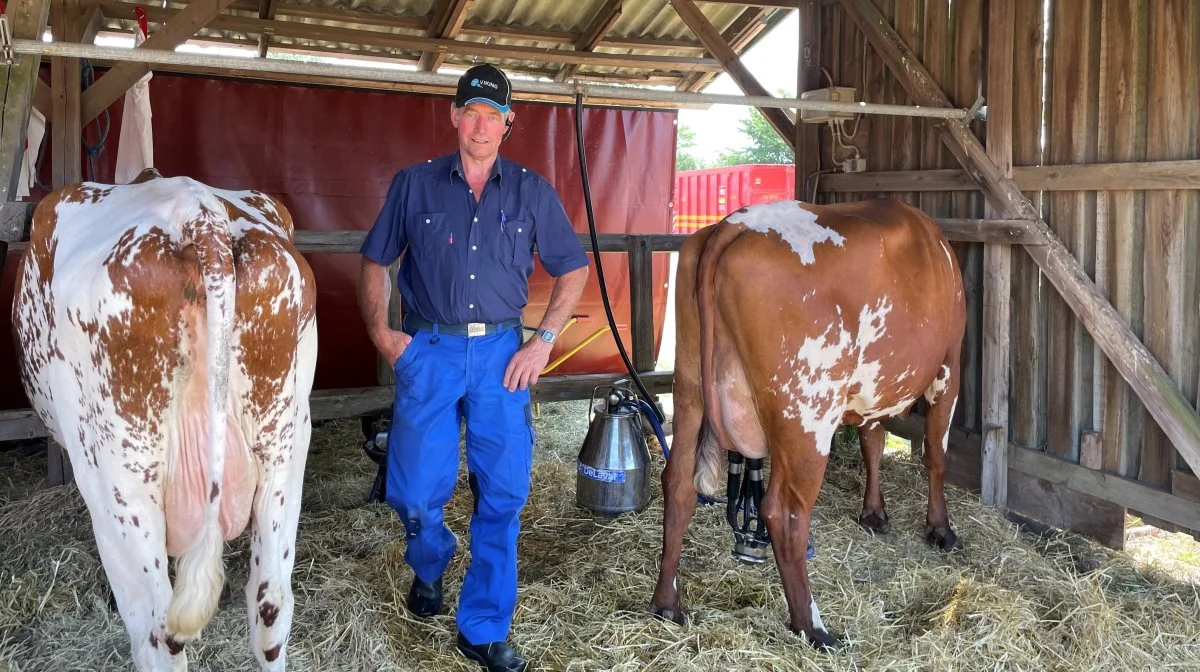 Flemming Pedersen var som altid at finde ved malkekvægsstaldene, i fuld sving med at malke nogle af de udstillede malkekøer. 