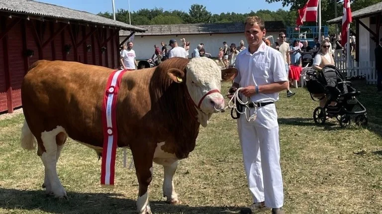 Rasmus Berg havde i år udstillet fire af sine dyr. Denne tyr vandt skuets bedste unge tyr. Privatfoto: Hans Berg