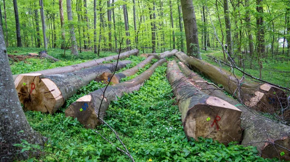 Naturen kommer i højsædet, når det på folkemødets nye grønne debatscene, Nature Base skal debatteres, hvordan naturen bedst kan spille ind i fremtidig udvikling af land-, by- og kystområder. Arkivfoto: Alexander Dornwirth