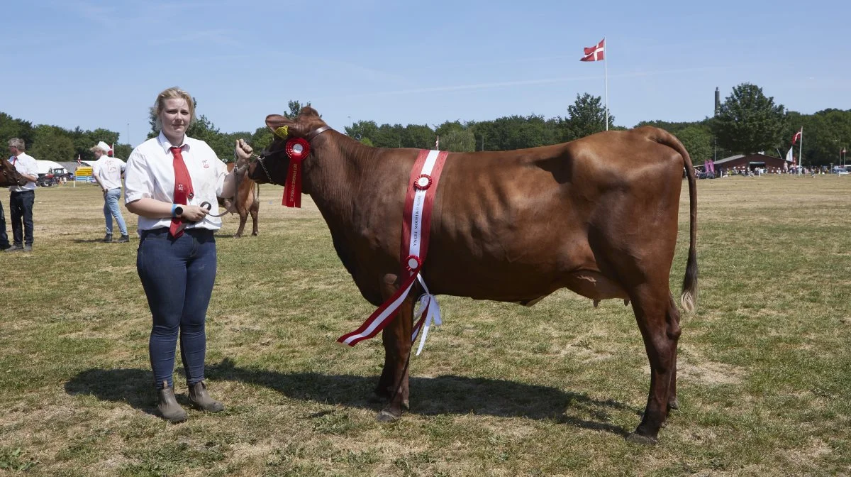 Her er det yngre modelko blandt de røde køer, som Julie Jørgensen fra Stengård fremviser. Koen, der har nummer 5390 og VR High P som far, fik af dommeren tildelt topkarakteren 24 point.